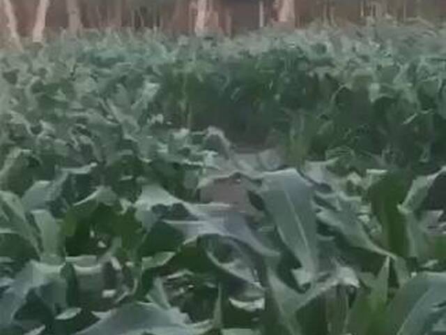 #0226 - Terreno para Venta en Ciudad de Guatemala - Guatemala - 2